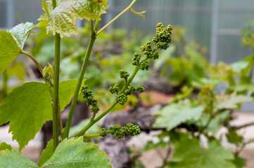 Young cluster of grapes blossoming on old grape plant on vineyard