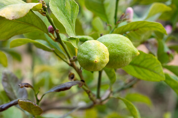 Unripe green lemons citrus fruits hanging on tree