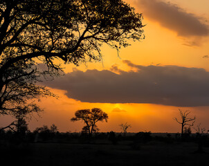Fototapeta na wymiar Orange sunset in South Africa. Safari.