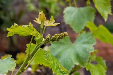 Young cluster of grapes blossoming on old grape plant on vineyard