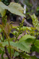 Young cluster of grapes blossoming on old grape plant on vineyard
