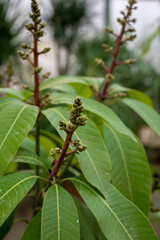 Seasonal blossom of evergreen mango fruit trees on plantations in Costa Tropical, Andalusia, Spain