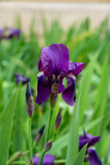 Purple lilac iris flower in blossom, springtime in Provence, France