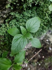 leaves in the forest