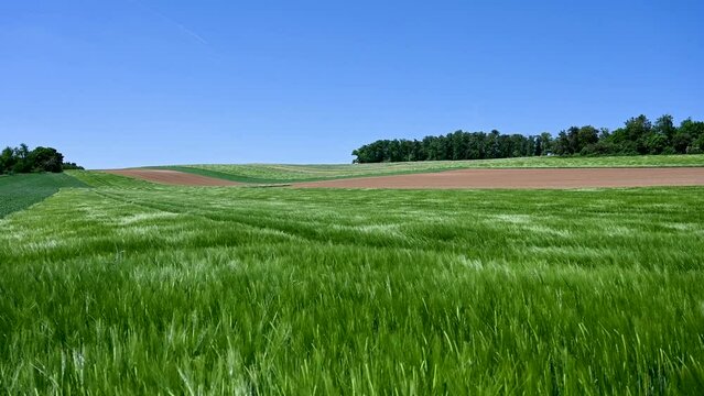 Green fields in spring. Barley swaying in the wind. Green Ripening ears of barley growing on the field. Cereals.