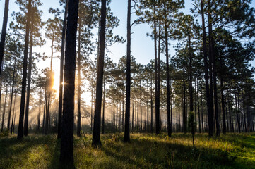Foggy Sunburst (left) Longleaf Pine Savanna