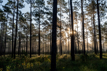 Obraz premium Foggy Sunburst (right) Longleaf Pine Savanna