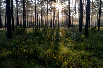 Fototapeta premium Sunburst and Shadows in Pine Forest Savanna