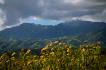 Fototapeta na wymiar Rolling green mountains with yellow flowers as foreground in cloudy weather at Ijen National Park 