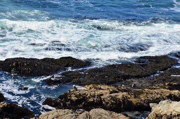 Seals suntan on rocks along Bodega Bay, California shore