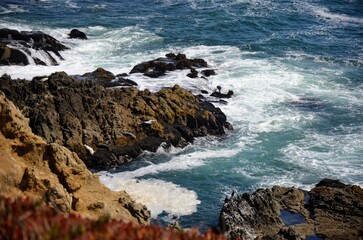 Seals suntan on rocks along Bodega Bay, California shore