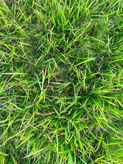 tall uncut lawn grass backyard yard green turf summer picnic groundcover park playground outdoors backdrop nature background