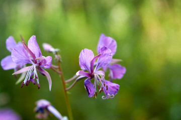 Fireweed flowers on a blurred background close-up.
