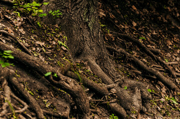 Tree roots overgrown with beautiful green plants outdoors, closeup