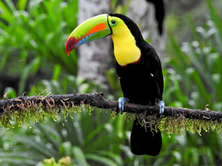Keel-billed toucan