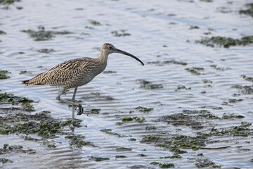 Far Eastern Curlew (Numenius madagascariensis) in Japan
