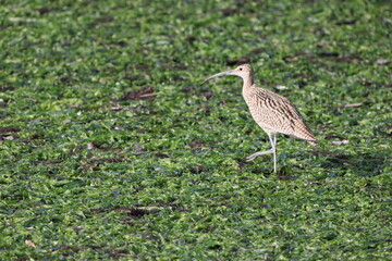 Far Eastern Curlew (Numenius madagascariensis) in Japan