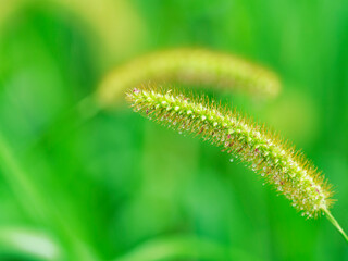 猫じゃらしと雨の雫