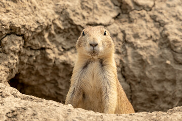 Prairie Dog Looks Out from Deep Hole Edge