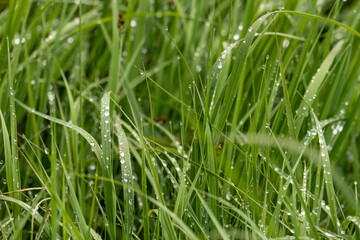 Raindrops On Thick Grass in Yellowstone