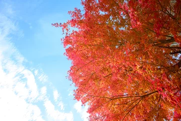Foto op Plexiglas 真っ赤なモミジと青空  © 田村広充