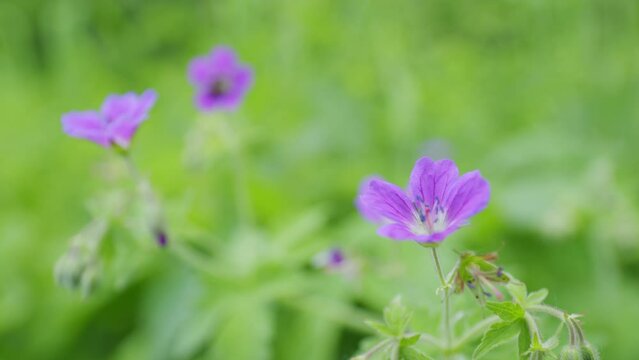 Wild cranesbill in the meadow in summer sunny day. Bush of flowering geranium maculatum, the spotted, wood or wild geranium flower. Slow motion.