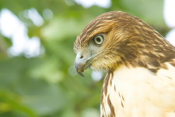 Red-tailed Hawk Close-up