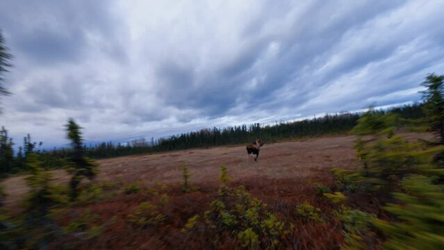 FPV drone shot tracking a Elk running in polar wetlands of gloomy Alaska, USA