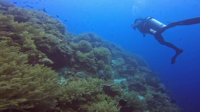 The diver shoots video and takes photos of corals with professional equipment. The second diver first shoots the first diver and then switches to shooting the reef.