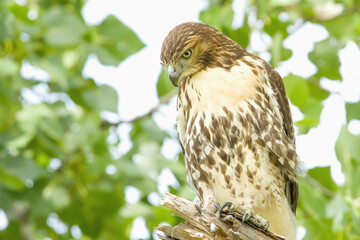 Red-tailed Hawk on Branch