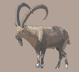 Drawing horn nubian ibex, mounthain goat, longhorn, art.illustration, vector