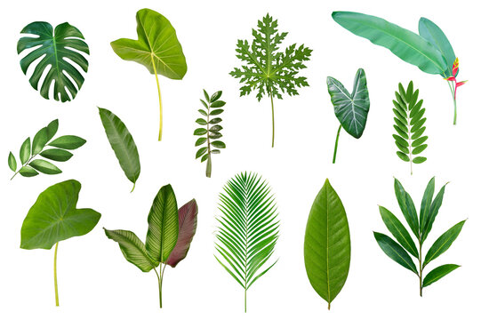 Set of tropical green leaves isolated on white background.