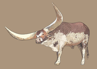 Drawing biggest horn cow,africa wildlife art.illustration, vector