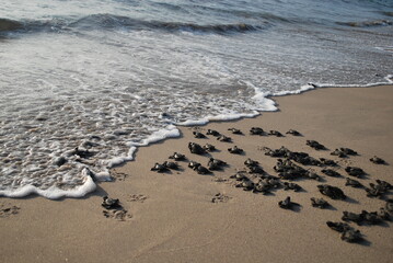 turtles on the beach