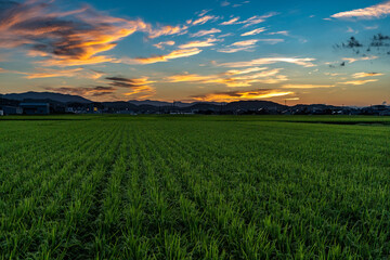 View of dusk time in paddy field of farmland, Japan.