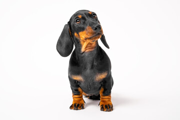 Adorable dachshund puppy obediently sits on a white background and looks up questioningly, front view, copy space for advertising text. Pet is posing as model for veterinary media.