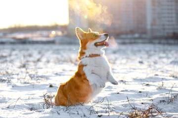 Cute Welsh corgi Pembroke or cardigan dog stands on its hind legs in the snow while walking. Active puppy in process of executing new command during outdoor workout