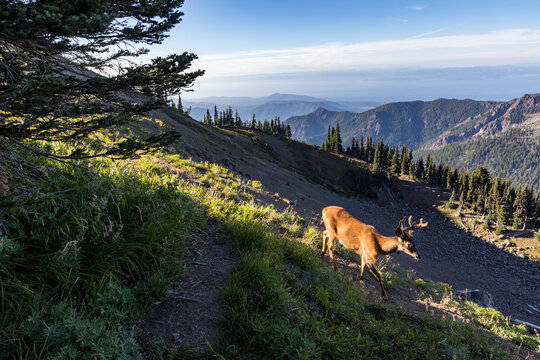 black tail deer meandering in Hurricane Ridge on a clear blue summer day.