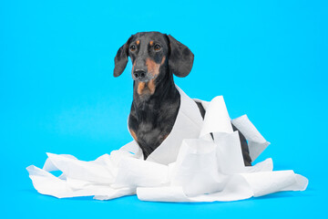 Adult dachshund wrapped in white toilet paper looks proudly. Constipation in elderly. Hygiene products, paper napkins, diapers. Advertisemen. Dog training toilet training. Blue background, copy space
