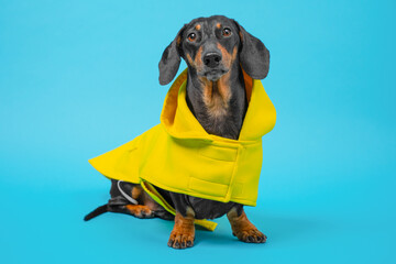 Dachshund dog in bright yellow raincoat with hood sits on its hind legs, looks attentively into camera on blue background. Autumn collection of new models of clothes, accessories for dog. Fashion pets