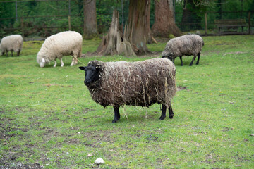 羊　羊毛　酪農　牧場　動物園　ふれあい　