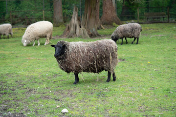 羊　羊毛　酪農　牧場　動物園　ふれあい　