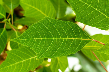 Close up The shoots of the poinsettia plant with fresh green leaves are clearly visible on the leaf surface and leaf frame