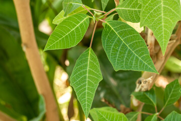 Close up The shoots of the poinsettia plant with fresh green leaves are clearly visible on the leaf surface and leaf frame