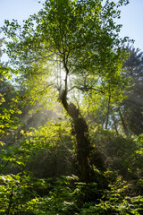 Fototapeta na wymiar tree being illuminated by the afternoon sun creating a glow and sun rays on a forest in Olympic National Park in Washington State.