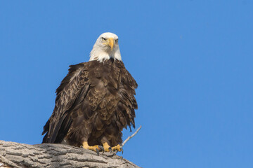 Bald Eagle Staring Ahead Sitting on Branch