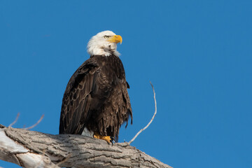 Bald Eagle on Branch