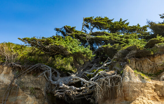 famous Tree of Life under a clear blue sky in Kalaloch Beach in Olympic National park on Washington State.