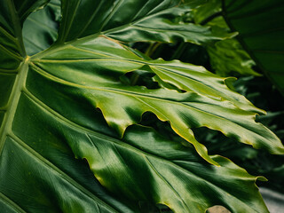 Obraz premium close up of leaves