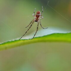 spider on a web